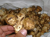 Tricholoma mesoamericanum image