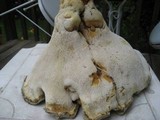 Bondarzewia berkeleyi image