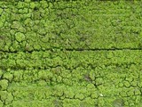 Candelariella efflorescens image