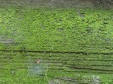 Candelariella efflorescens image