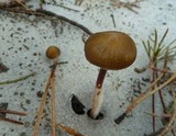 Mycena nivicola image