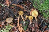 Callistosporium luteo-olivaceum image