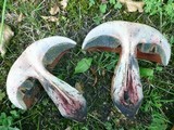 Boletus luridus image