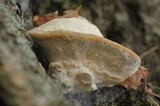 Fomitopsis spraguei image