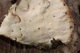 Fomitopsis spraguei image