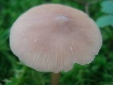 Entoloma strictius image