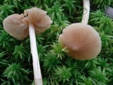 Entoloma strictius image