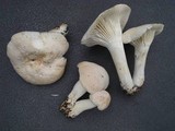 Hygrocybe angustifolia image