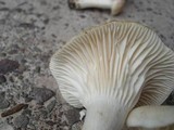 Hygrocybe angustifolia image