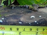Cheimonophyllum candidissimum image