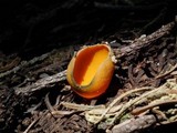 Caloscypha fulgens image