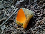 Caloscypha fulgens image