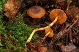 Cortinarius humboldtensis image