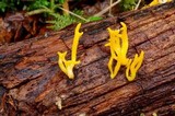 Calocera viscosa image