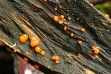Dacrymyces stillatus image