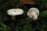 Russula crenulata image