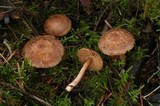 Inocybe flocculosa image