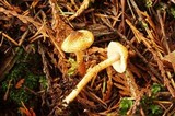 Lepiota castanea image