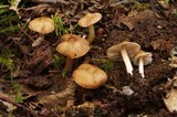 Inocybe nitidiuscula image