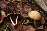 Psathyrella noli-tangere image