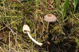 Coprinellus xanthothrix image