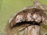 Agaricus lilaceps image