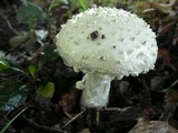 Amanita solitaria image