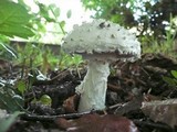Amanita solitaria image