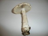 Amanita solitaria image