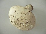 Amanita solitaria image
