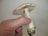 Amanita solitaria image