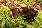 Plectania melaena image