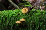 Galerina cinnamomea image