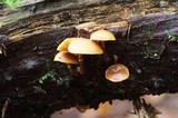 Galerina cinnamomea image