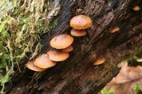 Galerina cinnamomea image
