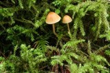 Galerina heterocystis image