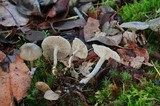 Clitocybe vibecina image