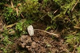 Mycena fragillima image