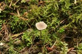 Mycena fragillima image