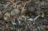 Nolanea cetrata f. cetrata image