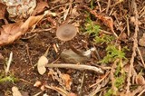 Entoloma ortonii image