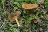 Inocybe dulcamara image