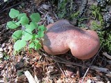 Tapinella atrotomentosa image