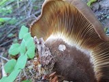 Tapinella atrotomentosa image
