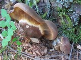 Tapinella atrotomentosa image