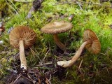 Inocybe acuta image