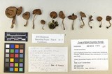 Inocybe acuta image