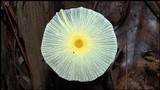Leucocoprinus fragilissimus image
