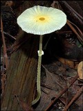 Leucocoprinus fragilissimus image