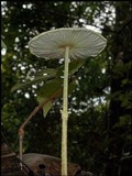 Leucocoprinus fragilissimus image